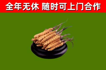 石狮市回收散虫草