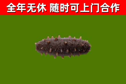 石狮市回收海参干